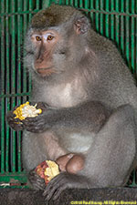 macaque